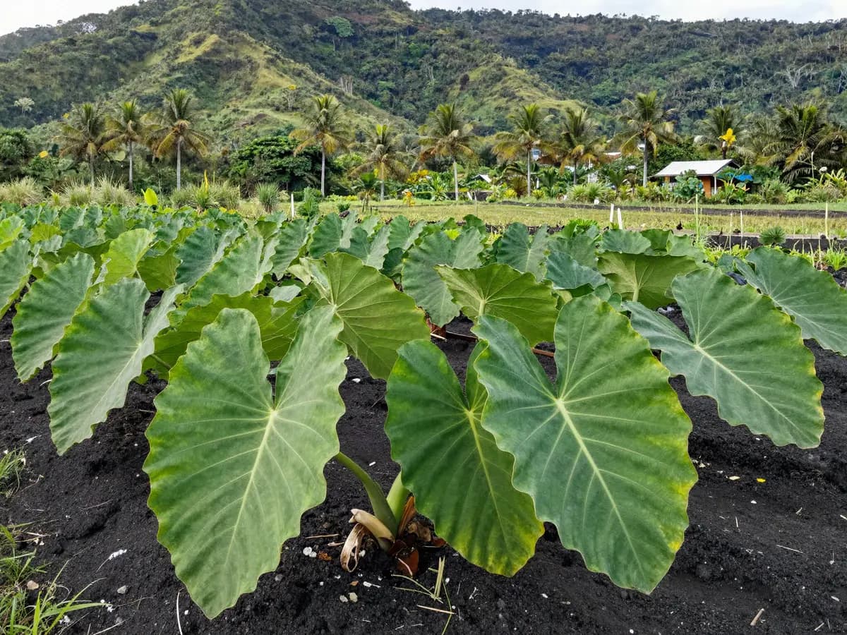 Dalo growing on a farm in Fiji, with green hills behind