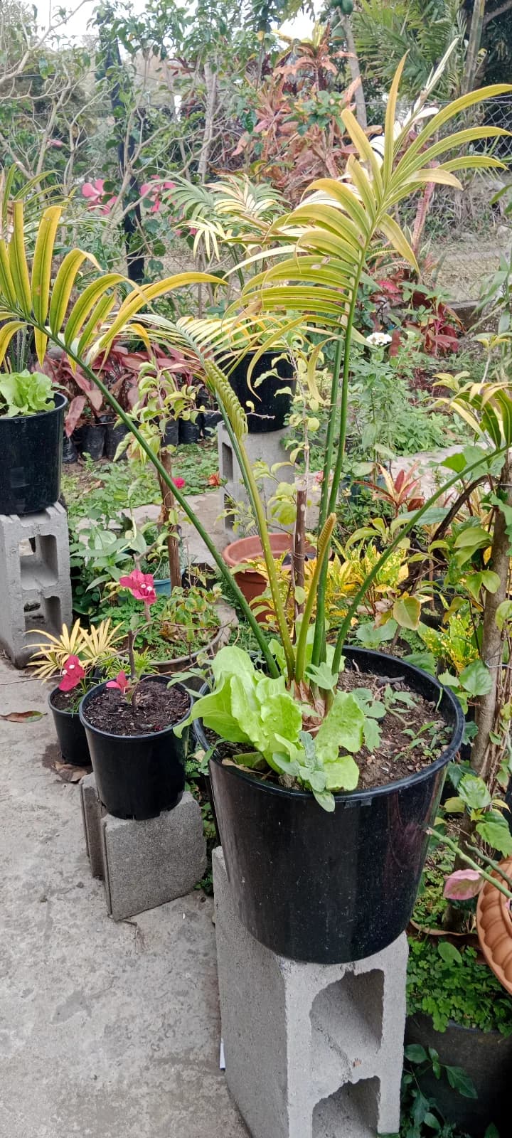 Palm Plants — photo 5