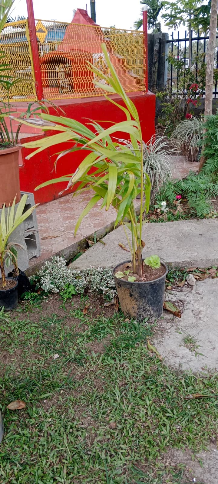 Palm Plants — photo 1