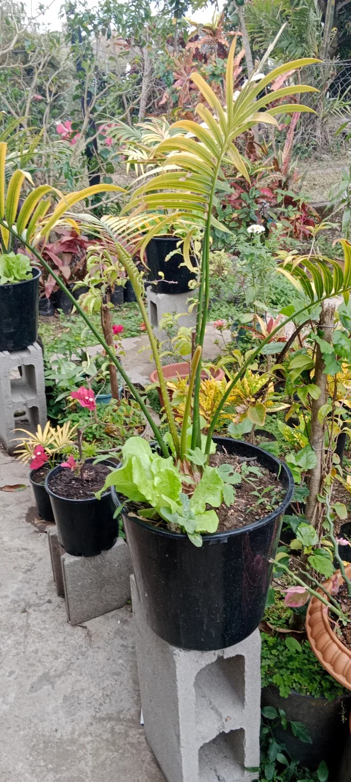 Palm Plants — photo 3