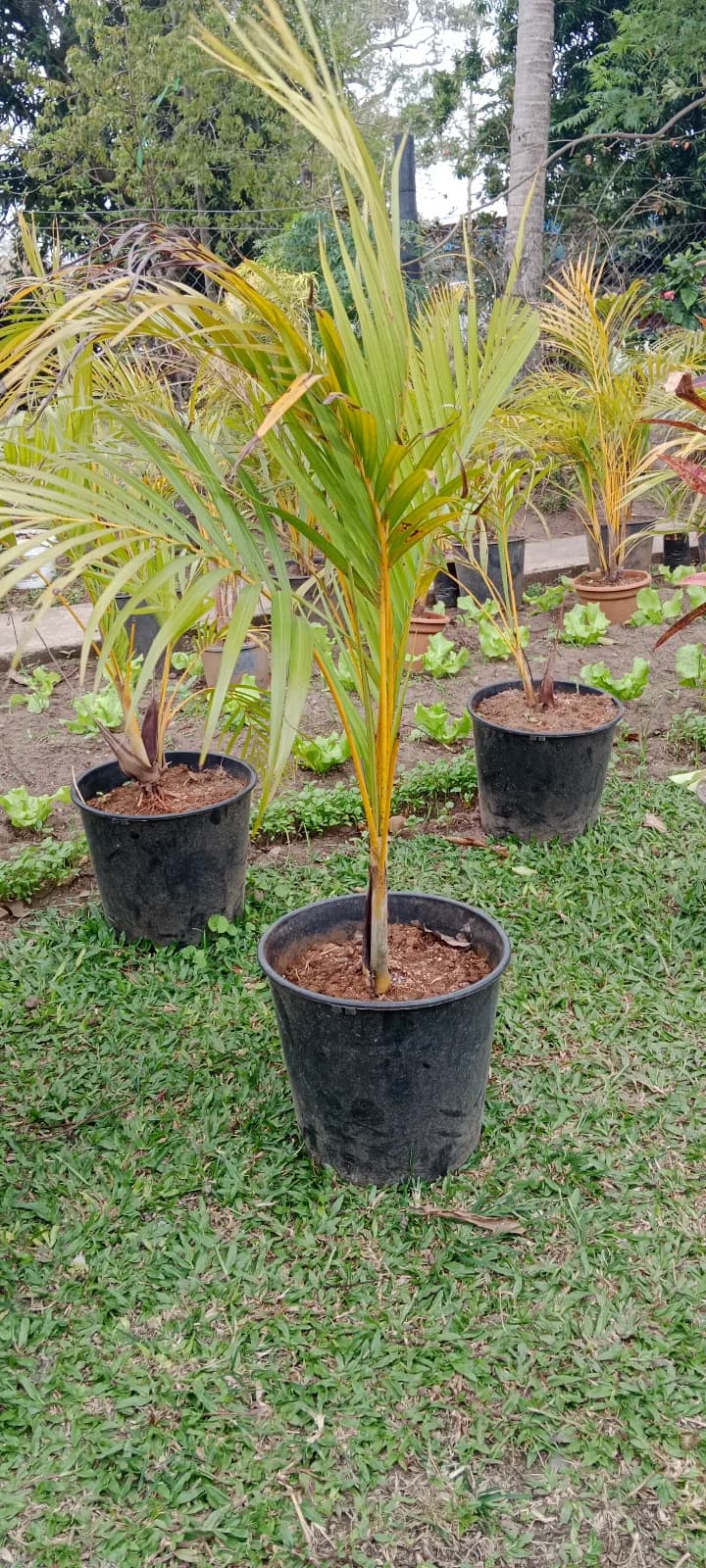 Palm Plants — photo 2