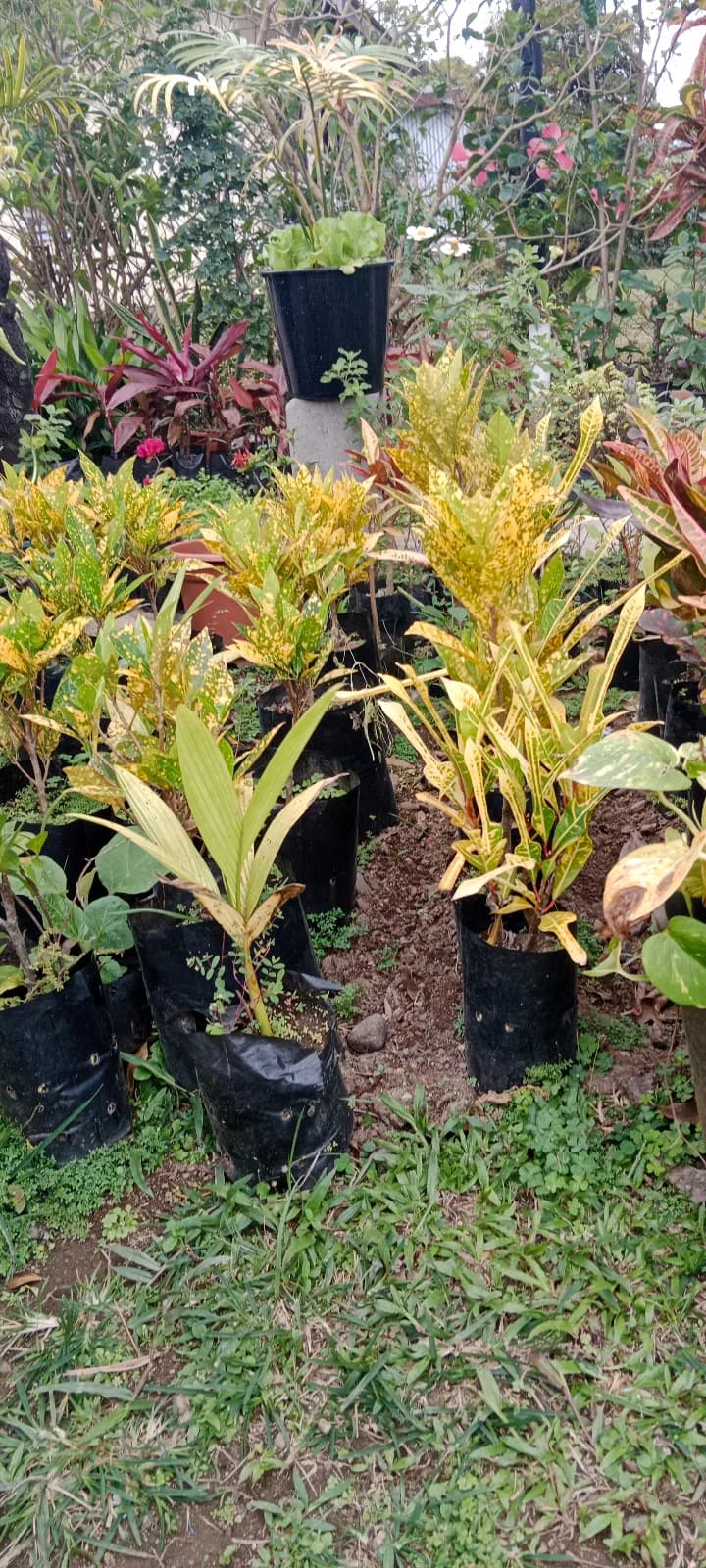 Palm Plants — photo 4