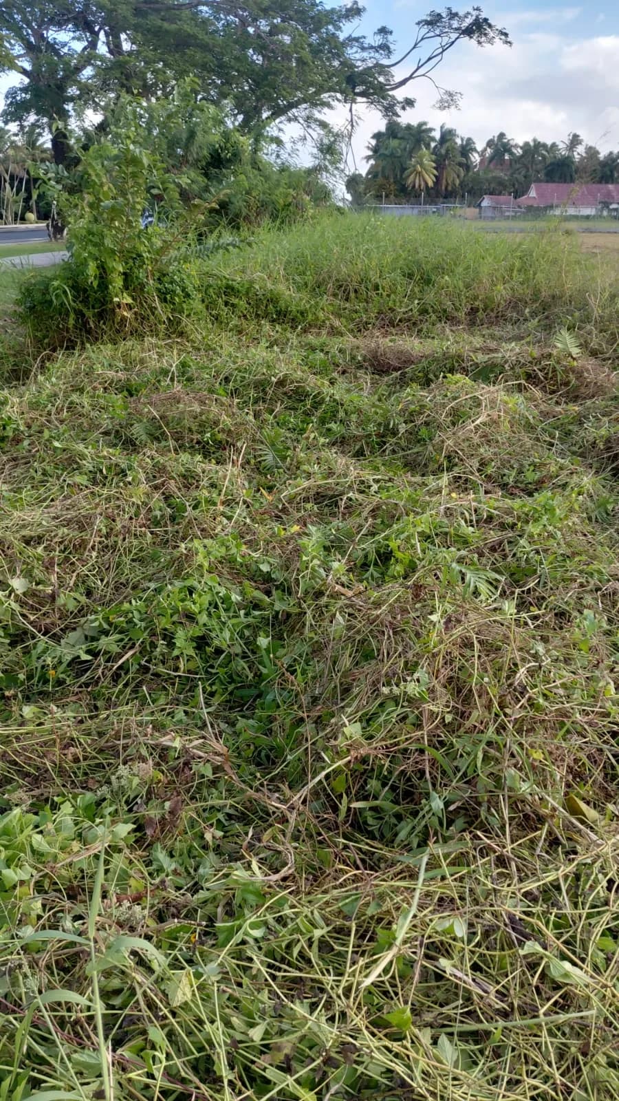 Grass Cutting — photo 8