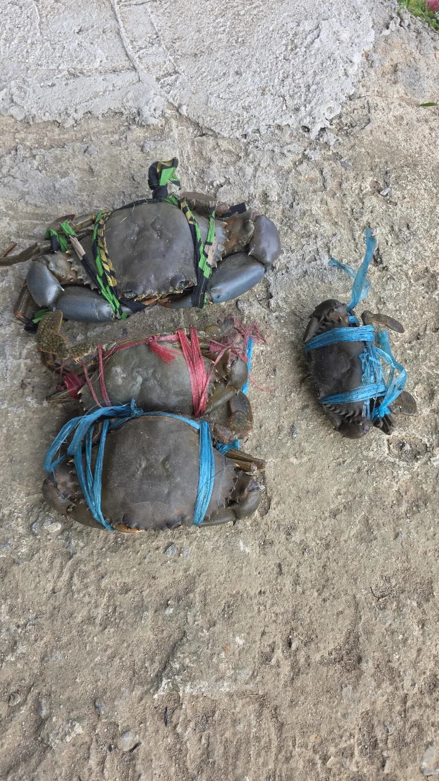 Frozen ๐ฆ mud crab โ photo 1